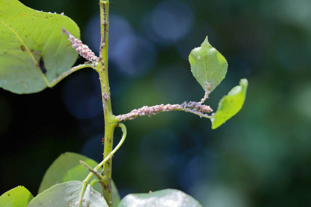 istock Pear grass aphid (Melanaphis pyraria). A colony of wingless insects on pear leaf and shoots. 2058498928