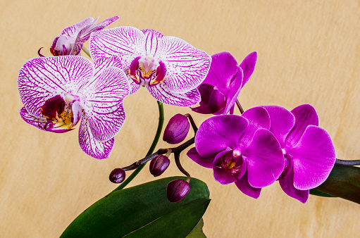 Two orchids on a fabric background. Beautiful indoor flowers close-up.