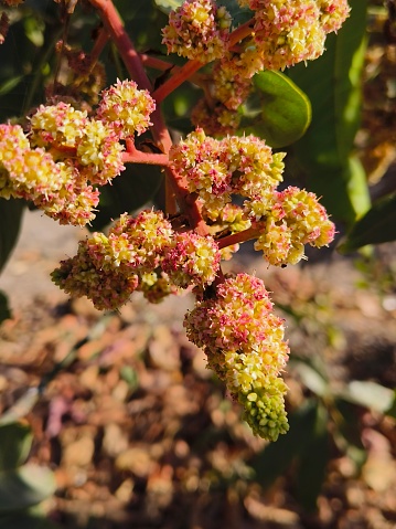 Colourful flowering of Mangifera indica