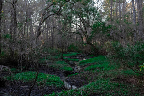 istock Lush Green Swamp 2058519907
