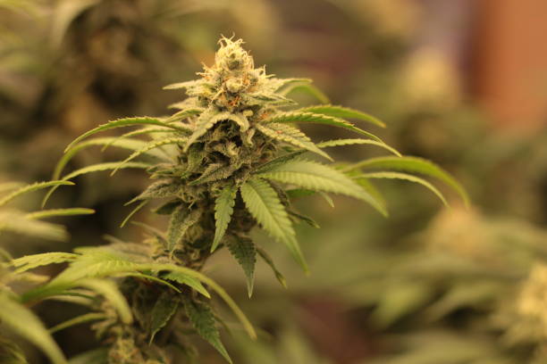 istock Blooming Bliss: A Captivating Snapshot of Cannabis 2058526169