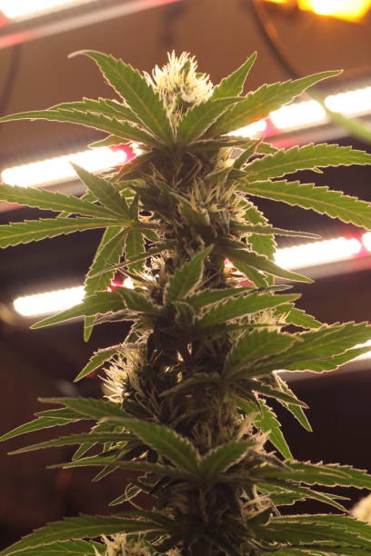 istock Blooming Bliss: A Captivating Snapshot of Cannabis 2058527745