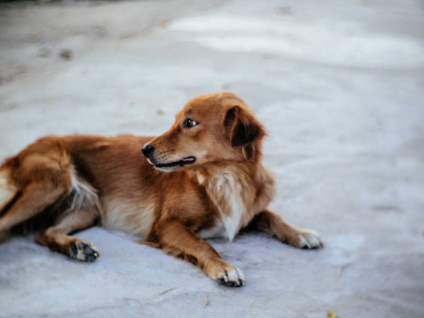 istock Brown Dog in nature 2058530412