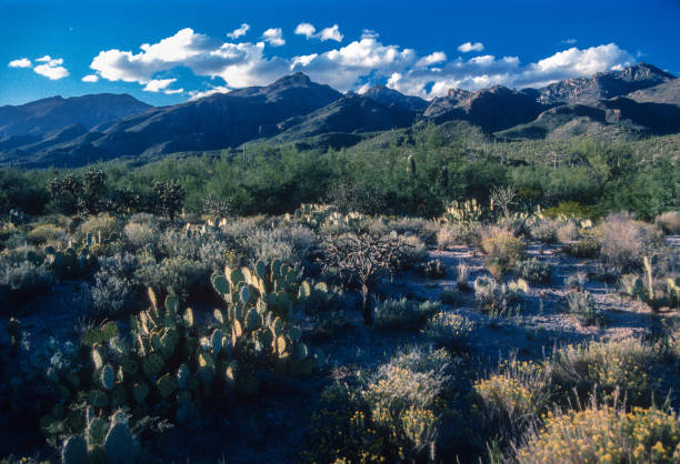 Sabino Canyon RA - Prickly Pear & Mountains Horizontal 1994