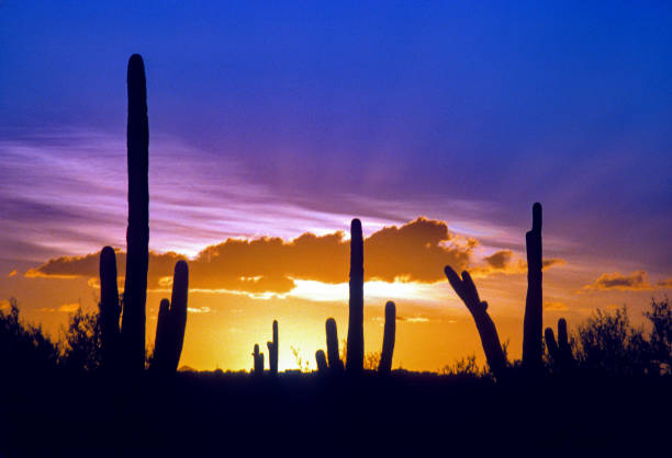 Sabino Canyon RA - Saguaro at Sundown 1994