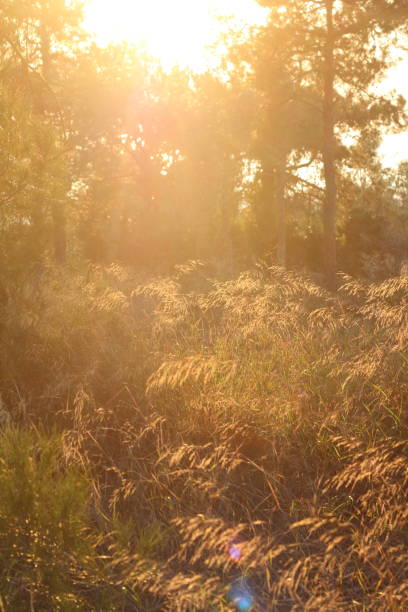 istock Sunset Serenity: Embracing Dusk in the Forestaut 2058538794