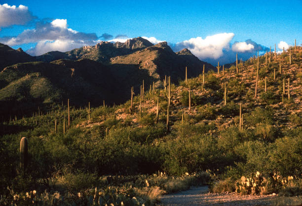 istock Sabino Canyon RA - Saguaro Hillside Late Afternoon Light 1994 2058541477