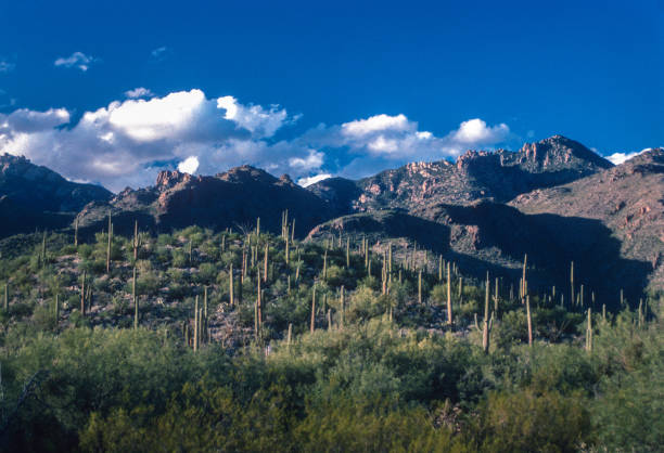 istock Sabino Canyon RA - Saguaro Forest 1994 2058544068