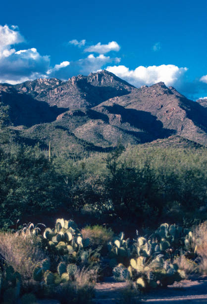 istock Sabino Canyon RA - Mountains & Prickly Pear 1994 2058547289