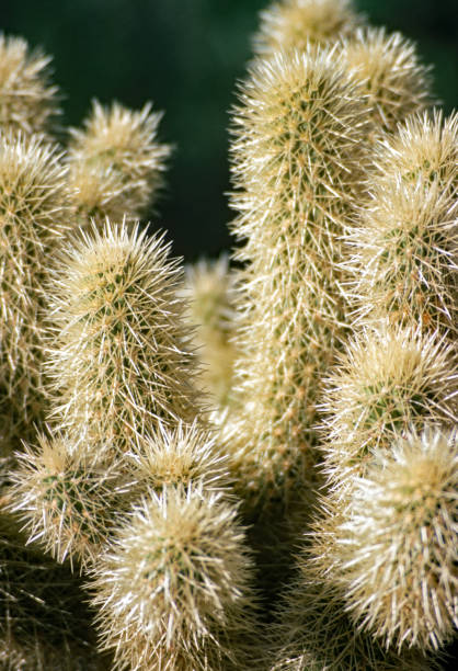 istock Tucson AZ - Cholla Cactus Spines 1994 2058550984