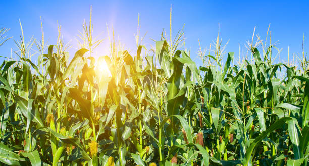 istock Green corn field and sunrise on a blue sky. Wide photo. 2058559965
