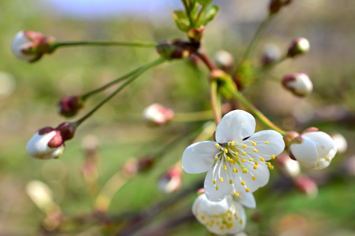 cluster of blooming cherry tree with white flowers close up