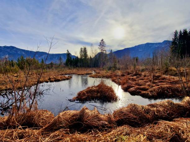 istock moorland Inzell Chiemgau Alps 2058566830