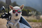 dog wearing red goggles on a motorcycle