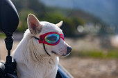 dog wearing red goggles on a motorcycle