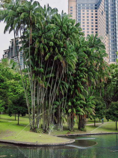 Palms trees and pond in city garden.