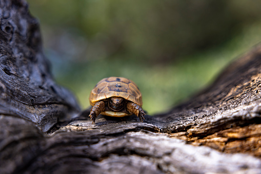Cute Mediterranean tortoise (Testudo graeca) walking on the road on a sunny day