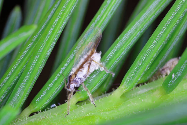 istock The bark louse also colled Red-brown powdered spruce tree louse (Cinara pilicornis) colonized shoots of tree in garden. A winged adult individual. 2058594705