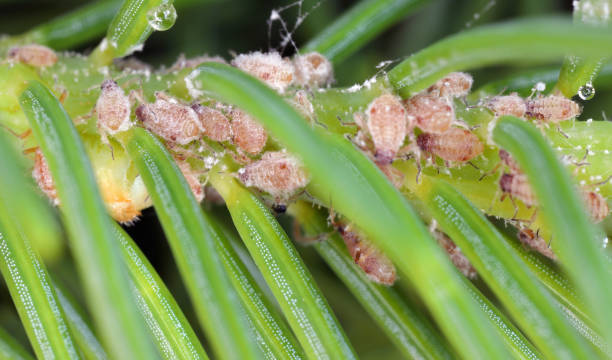 istock The bark louse also colled Red-brown powdered spruce tree louse (Cinara pilicornis) colonized shoots of tree in garden. A colony of wingless individuals. 2058594709