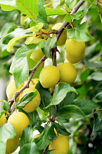 yellow plums hanging on a plum tree in an orchard