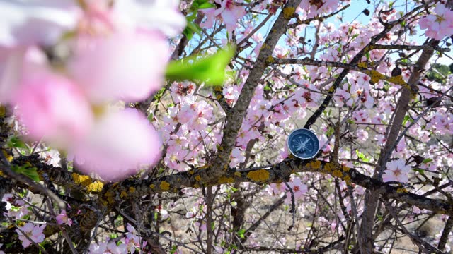 Compass in a spring scene among blossoming almond trees