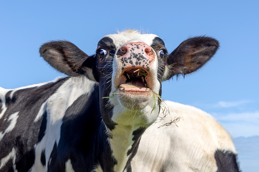Funny cow, gums and tongue, mouth open moo screaming black and white and a blue sky
