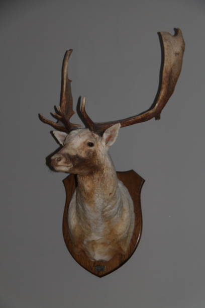 istock Mounted Head of a Deer. 2058598467