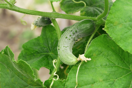 cucumber growing in a garden bed at a vegetable farm