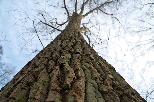 Detail of tree bark . View from below. Low angle shot. Defocus treetop and focus trunk.