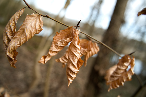 dry leaves on a branch