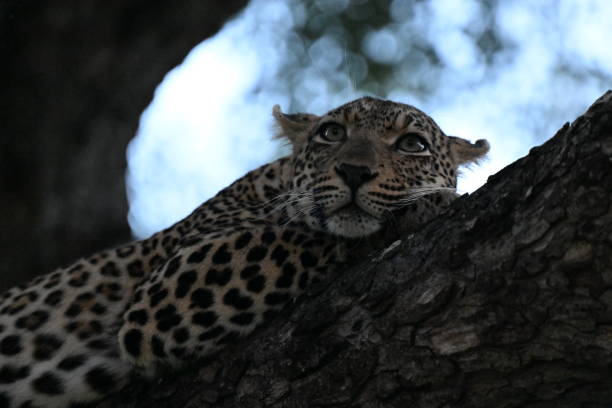 a leopard looks for prey from a tree in Southern Africa