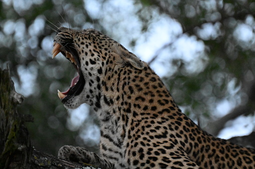 Jaguar in Kruger Reserve