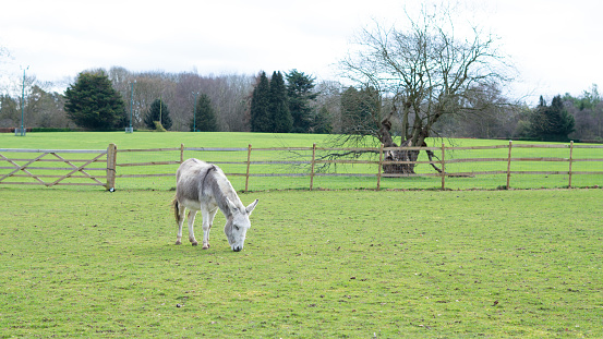 donkey grazing on the farm .
