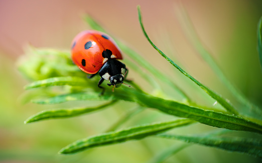 red ladybug on a green leaf in the grass, close-up blurred