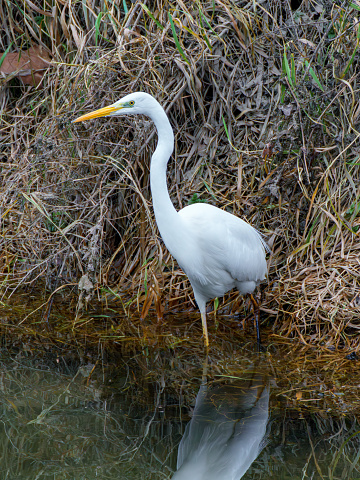 The Great Egret Ardea alba, also known as common egret, large egret or great white heron , is a large, widely distributed egret. Distributed across most of the tropical and warmer temperate regions.