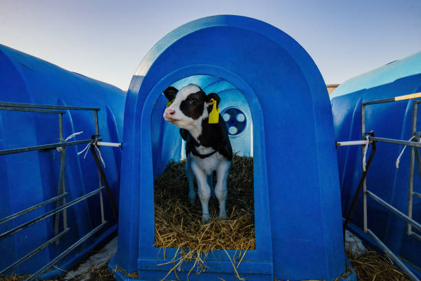 Calf cow farm agriculture livestock closeup with yellow ear tag inside barn stall on rural dairy farm