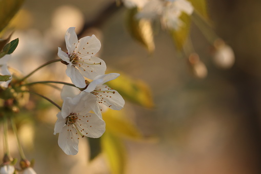 Some cherry flowers at sunset in spring