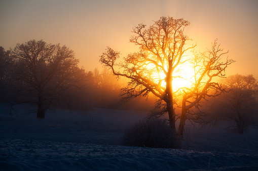 Tree silhouette at sunset in winter fog