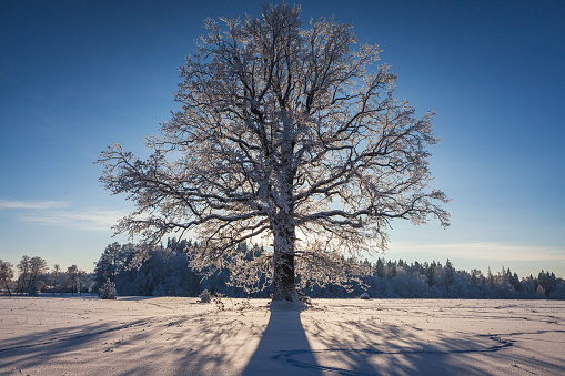 Dwarf willow covered with snow. Wintering of decorative trees