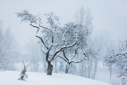 Snowy old apple trees garden in winter. Christmas background