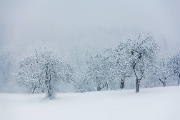 Snowy old apple trees garden in winter. Christmas background