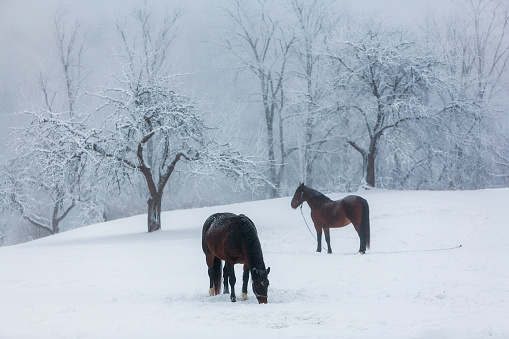 Snowy old apple trees garden and two horses in winter. Christmas background