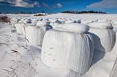 White rolls of hay on a snowy field
