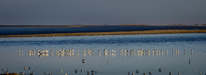 Pied avocet flock in Walvis Bay lagune