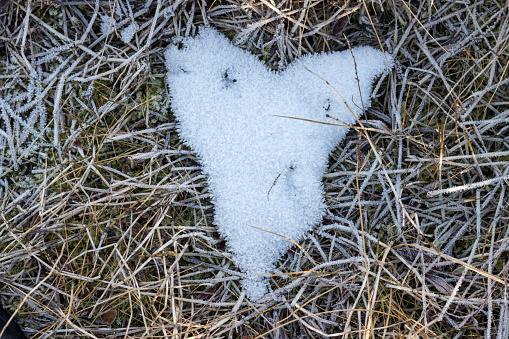 Untouched finding of a fluffy snow heart in an autumn frozen grass. North -West Iceland.