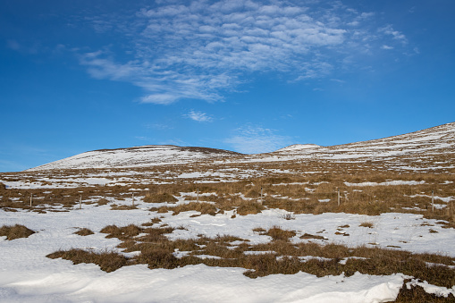 Yellow grass on a field, partly covered by an autumn snow. The pasture slowly rises to a hill. Bright blue sky. with white clouds. Area of Hvitserkur, North-West Iceland.