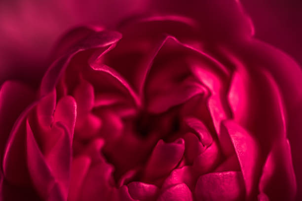 istock Red rose flower petals. Soft focus, abstract floral background. 2058706344