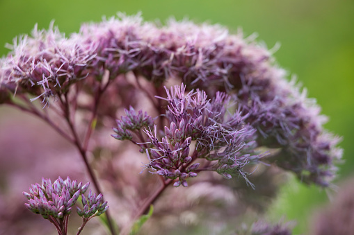 Lush flowering chives in the garden. Spring vegetable garden.