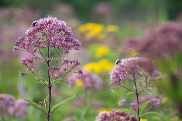 A beautiful field of Joe-Pye Weeds in Connecticut.