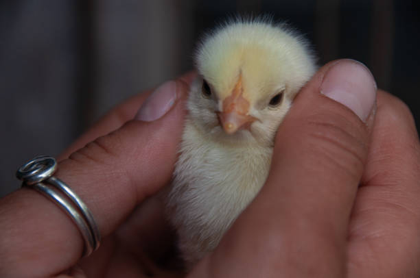 A young baby chick in the hands of a farmer. A white rock meat bird only a couple of days old in a barn on a farm.